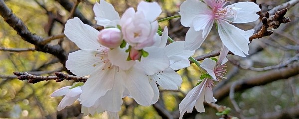 十月桜のサウンドスケープ