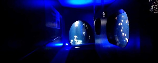 夜の水族館